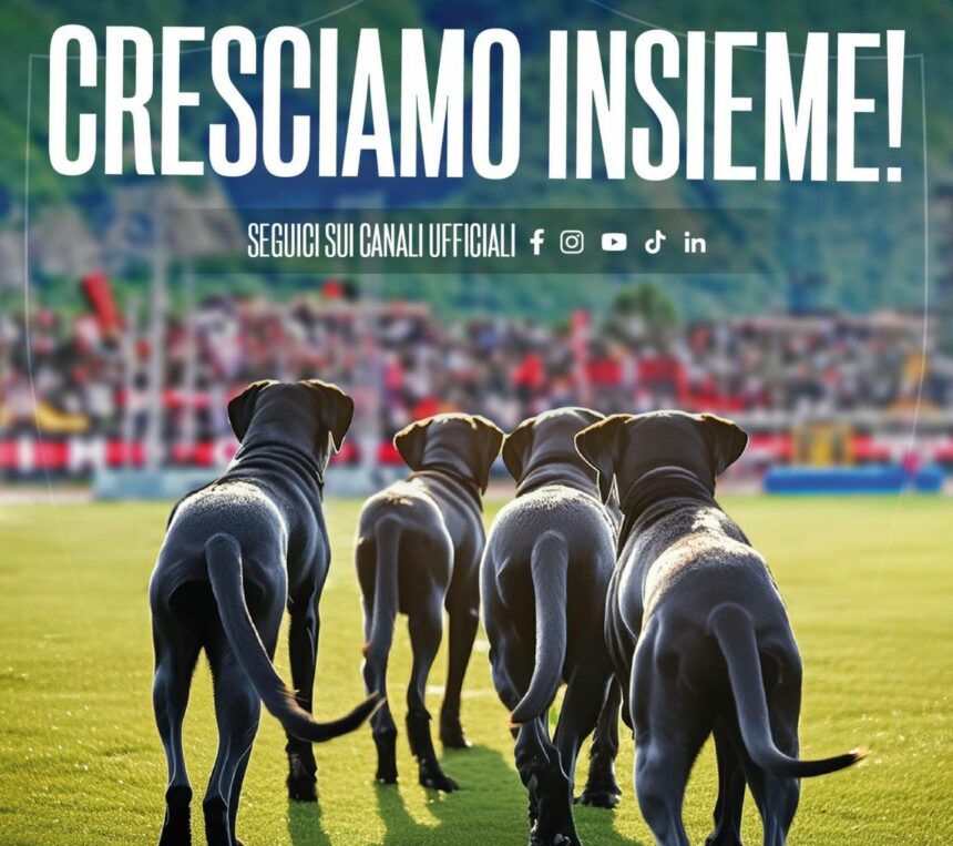 Nocerina